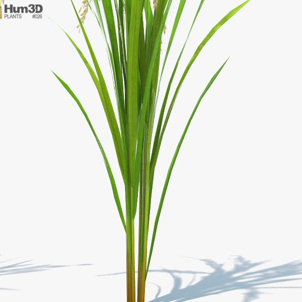 Rice Plant 3D model